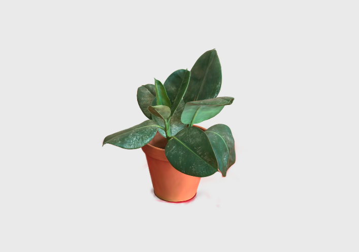 Plant 3D model
